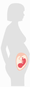 SSW - Schwangerschaftwoche 21 bis 24