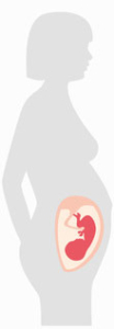 SSW - Schwangerschaftwoche 25 bis 28