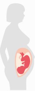 SSW - Schwangerschaftswoche 33 bis 36