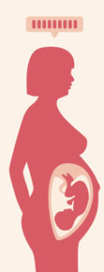 SSW - Schwangerschaftswoche 37 bis 40